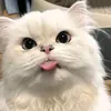 i_get_toann