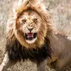 Animals Video Life