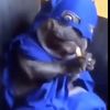 pibblepanfan