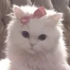 jinyoungii