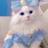 mrs.ibrahim219