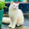 saqib.khan4045