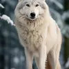 wolf354862