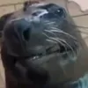 vohominhvu