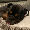 otis.the.dog2