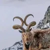 wakeeljaansheranie