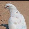 masoodjaan35
