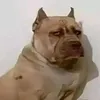 pichenki3