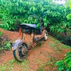 tranoanh7963