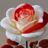 user704086712
