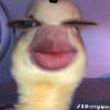 glxsyy_.dila17