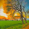 m.shahzain086