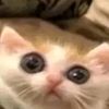 aaaaaaaaa_0133