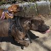 withmydogz