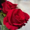 user8069161022588