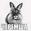 ya.cheremsha.koroche