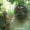popa_romana8
