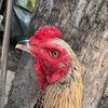 roosters26