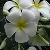 nergiz8t