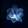 roby_7789