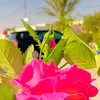 hahanana871