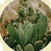 Plantas Medicinales