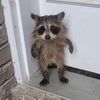 thecheesybear1
