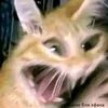 antonioortegamore6