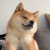 pet.time.dogs1