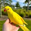 GanDAPUR BirDs