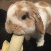 daftbug