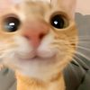 kinzzcell2_