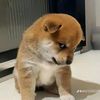 sai.han7467
