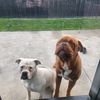 kangal6236