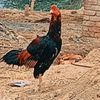 .meher.g