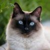 helenrhpr9t