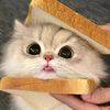 funny.cats.time
