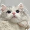 Kitten’s funny diary
