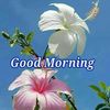 gulab.gulab8113