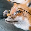 f_for_the_fox