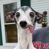 funny_likepet
