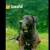 shazaibkashmiri51