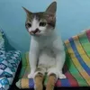 hiuthininh