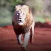 sher.484