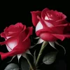 diya.moni5483
