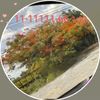 niid777
