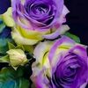 user29481517030425