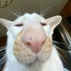 hamaprabwo