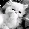 hanni.k6