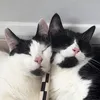 the_biscuit_twins0
